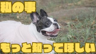 フレンチブルドッグひまりさん🐶特徴９選🐶