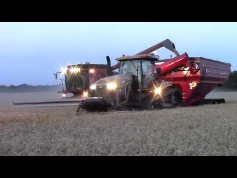 Wheat Harvest 2016:  Cutting Wheat on the Longest Day of the Year