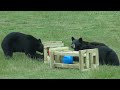 Black Bear Ball In A Frame Enrichment Team Build At Woburn Safari Park