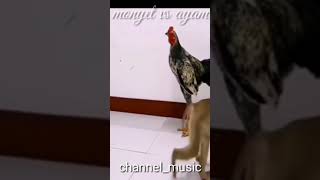 Download lagu viral monyet 🐒 vs ayam 🐔#shorts mp3 Download lagu viral monyet 🐒 vs ayam 🐔#shorts mp3