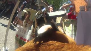 Bruce the Bulldog Walks Through the Old Port Festival With a Go Pro