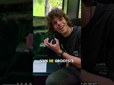 De Arapaima! Een Levend Fossiel!