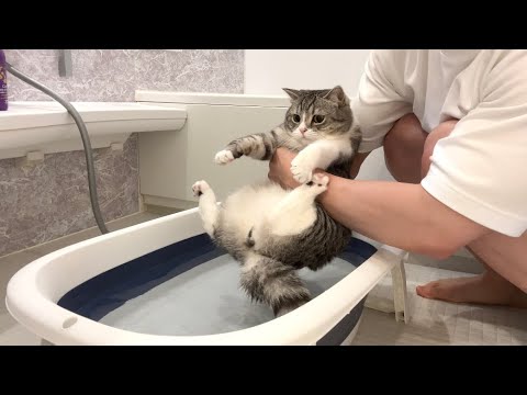 成猫を初めてお風呂に入れる