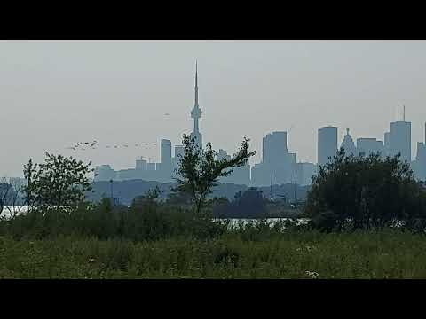 The Cormorants invading Toronto