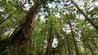 Ancient Cypresses: Taiwan’s Sacred Trees