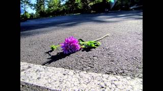 Baby Have Pity on Me by Cécile McLorin Salvant