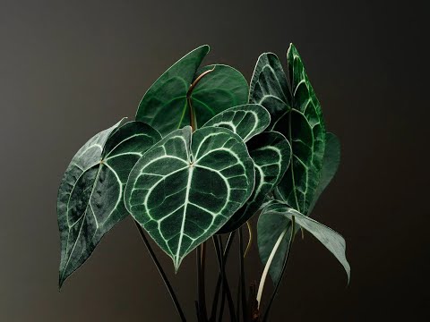 Folha Plant Shop - Anthurium Clarinervium