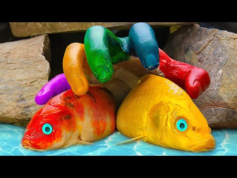 Couple Carp Spawn In Palm - Carp And Friends Crab, Spider Lego  - Stop Motion ASMR - Coco