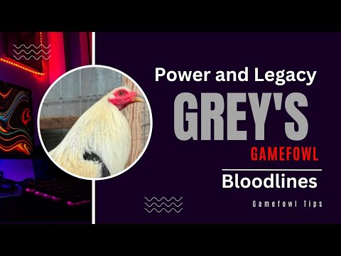 Exploring the Power and Legacy of Grey Gamefowl Bloodlines