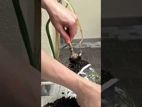 もうニンニクは買わないでください！ペットボトルでニンニクを栽培する方法は次のとおりです。 2 つのチュートリアル + ビデオ  庭園