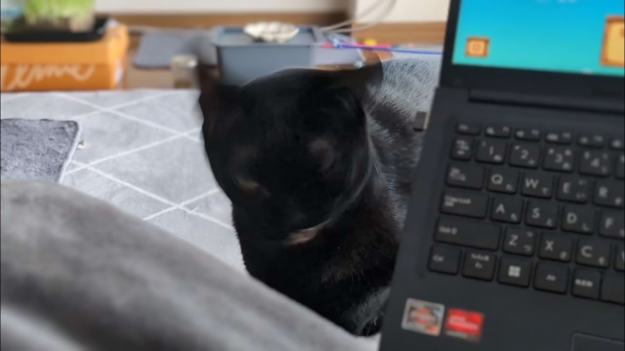 今日くしゃみいっぱい出るから大丈夫か聞いたけど何言ってるのか分かんない黒猫