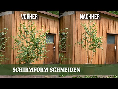 Schirmform schneiden - so entsteht ein gemütlicher Schattenplatz im Garten