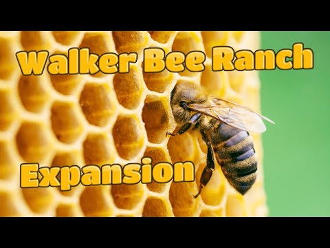 Beekeeping 101: How to Expand Your Apiary setting up new hive stands for nucleus colonies