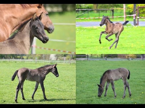 CADEAU CELESTE (Cadeau Noir x Wolkenstein II - Matcho X) - 6 weeks old