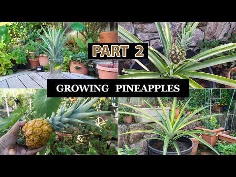 Growing Apples Unveiling the Magic of 4 In 1 Grafted Apple Trees