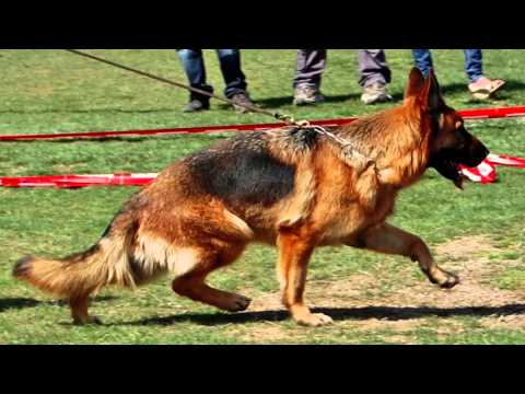 Farin de Carrique x Wanda de Jibor-Can