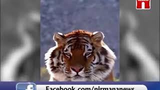 preview picture of video 'About tiger by Sunil B Patel'