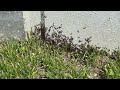 Tons of Ants Gathering Around Warehouse in Allenhurst, NJ