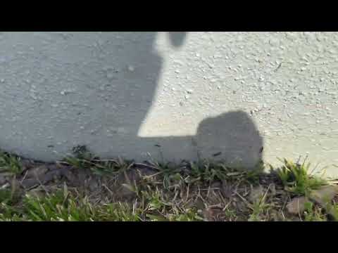 Tons of Ants Gathering Around Warehouse in Allenhurst, NJ