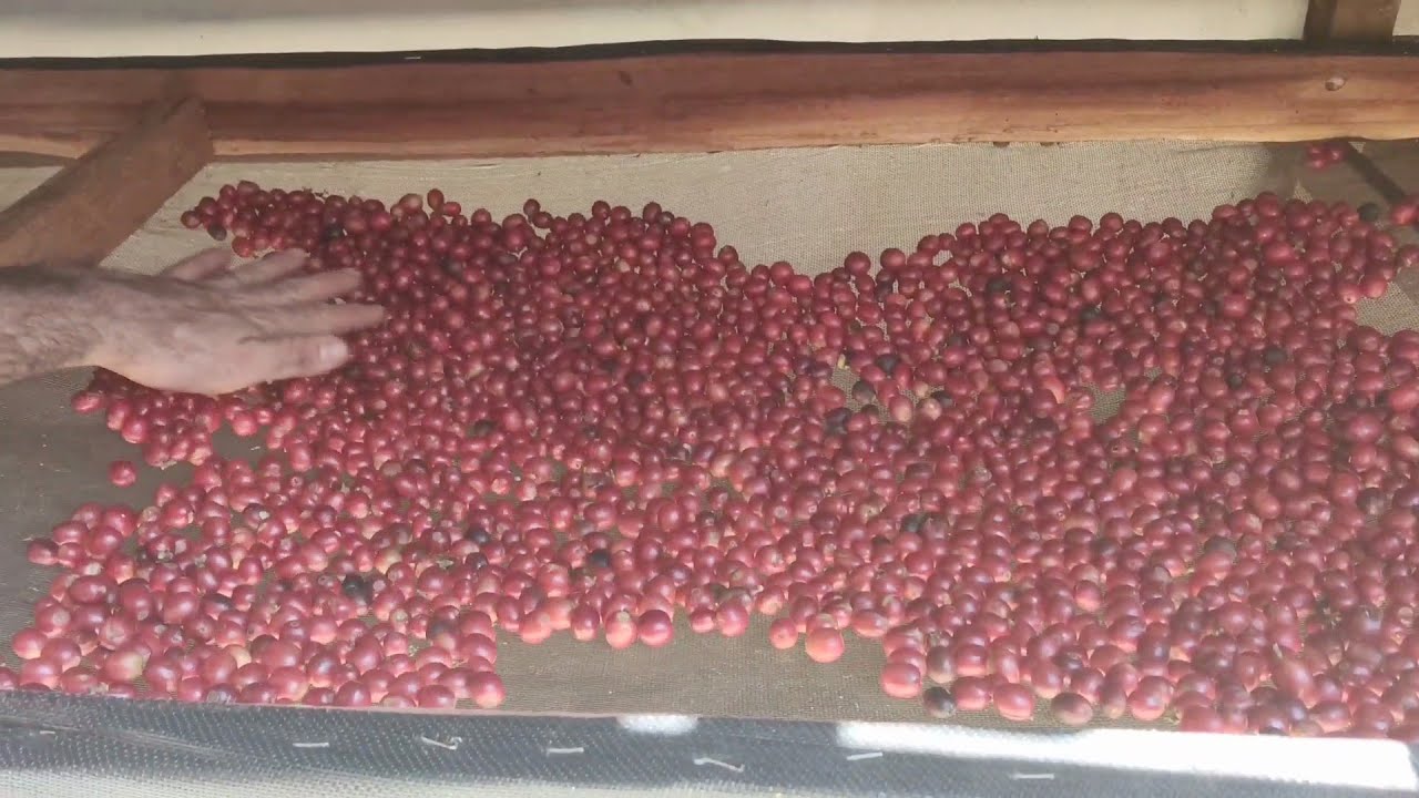 Colheita e secagem de café especial Agroflorestal!!! Passo a passo!!