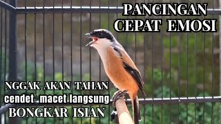 Download lagu ocehan cendet gacor PAGI-PAGI !! paling EFEKTIF buat PANCINGAN burung cendet macet !! langsung ISIAN mp3