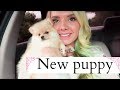 I GOT A NEW PUPPY Pomeranian Puppy