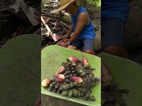 Harvest! Elida's Farm Video#8 #agriculture #farming #farm