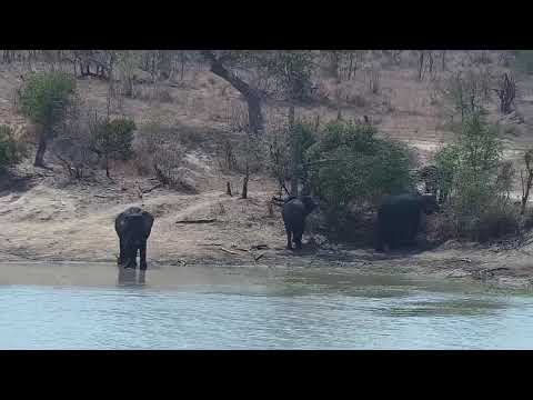 Djuma: More Elephants arrive-and also Warthogs - 10:24 - 09/28/21