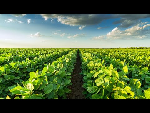 Top 15 Oportunidades de Agronegócio para Considerar em Angola