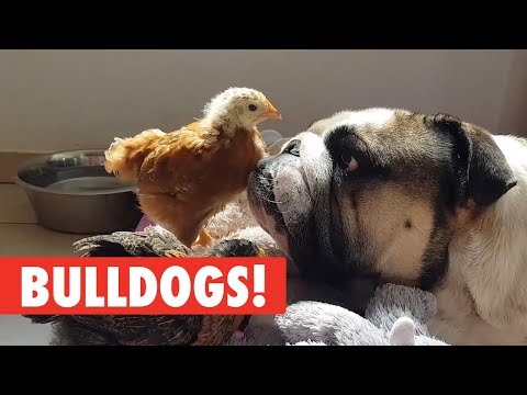 Breed All About It: Bulldogs