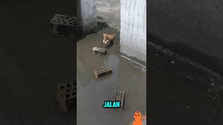 Download lagu Kucing Oyen melompat Lincah Demi Menjaga Kebersihan !! mp3 Download lagu Kucing Oyen melompat Lincah Demi Menjaga Kebersihan !! mp3