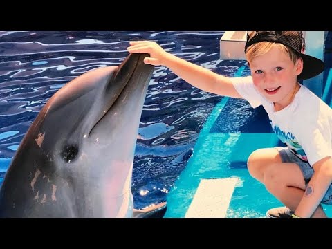 Vidéos drôles de dauphins | spectacle de dauphins mignons ,compilation de vidéos pour ne pas rire