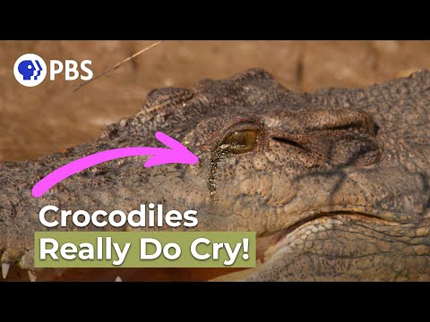 Crocodile Tears | Say What?! Animal Idioms