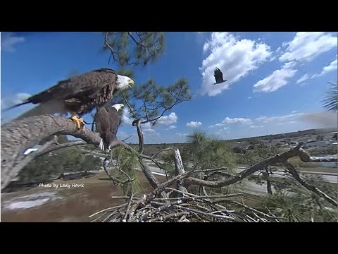 SWFL Eagles ~ INTRUDER ALERT! Harriet & M Sound Alarm As Eagle Flies Over Nest! M Gives Chase 2.9.21