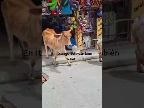 ocurrió hoy sábado en Ituango Antioquia 🐂🐄🤣🤠 por fortuna sólo el susto