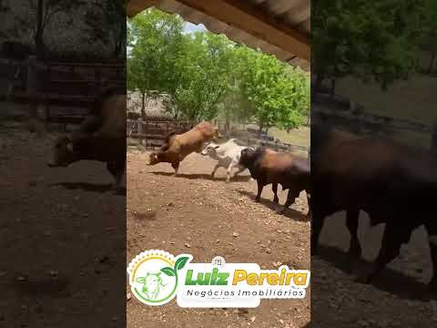 Briga de gigantes 😱🐄#Boiadeiro#Boibravo#Agro#Touro#Nelore#Vidanaroça #rodeio#montaria#cowboy #boiada