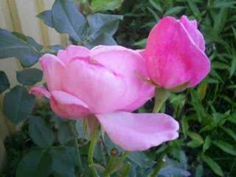 The Hooters - Ordinary Lives