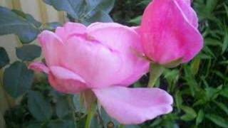 The Hooters - Ordinary Lives