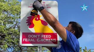 New signs warn public not to feed feral chickens