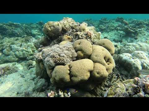 SNORKELING RED SEA RABIGH BEACH HASIF-LUKMAN