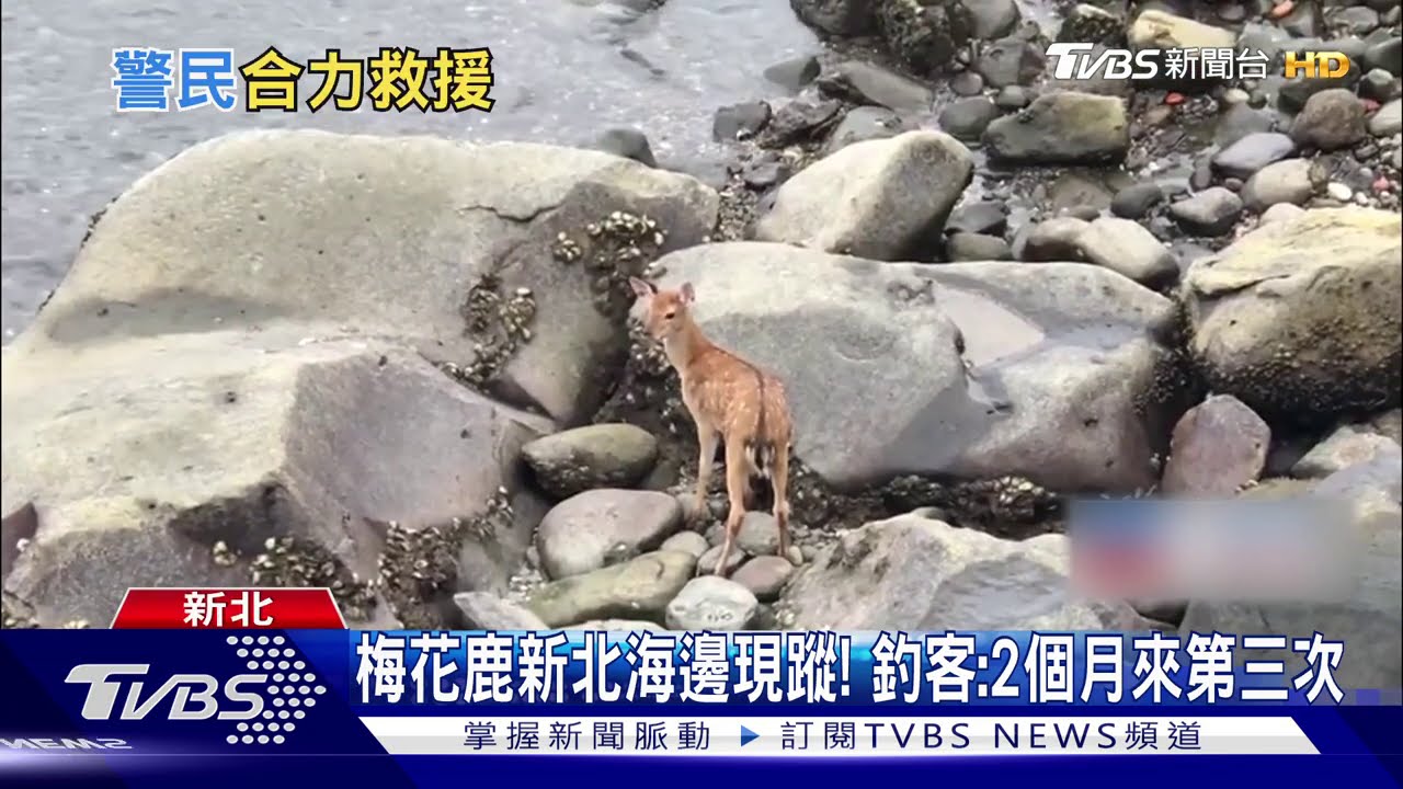 梅花鹿新北海岸現蹤!憂受困 吹箭麻醉救援