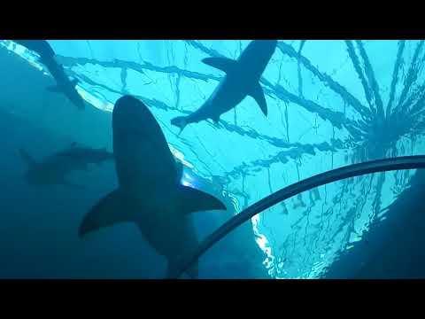 Sharks every where || Raizel and Aaryan below the sharks || Different types of sharks