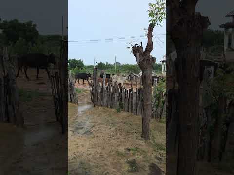 Nordeste na melhor época do ano, muita chuva, zona rural de Porto do Mangue RN