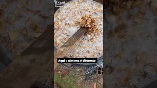 LIDA NO CAMPO HOJE FOI DIA DE FAZER TORRESMO #shorts