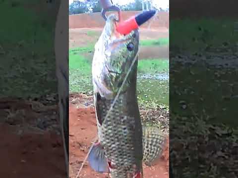 pescaria na barra grande represa de Mauá Ortigueira PR! saiu uma bruta #pesca #pescaria