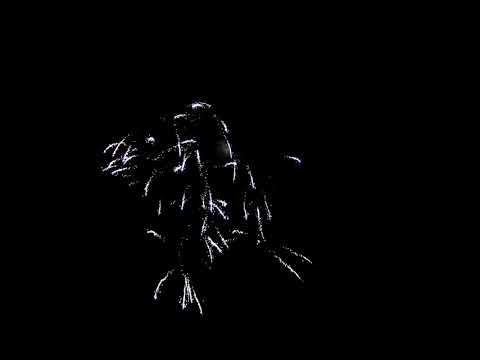 B 40 Va2 1 100mm Crackling Crosette Palm Pistil