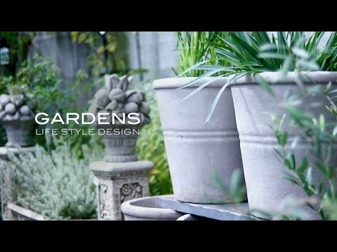 園芸 パールミレット、キャンドルミレット