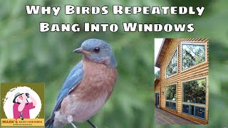 The Surprising Reason Birds Keep Hitting Windows