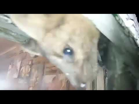 ВИДЕОФАКТ. Соболь застрял между рамами окна частного дома в Якутии