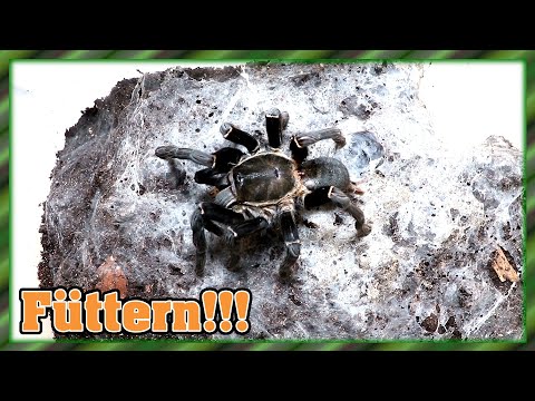 Vogelspinnen füttern - So tolle Tierchen 😍